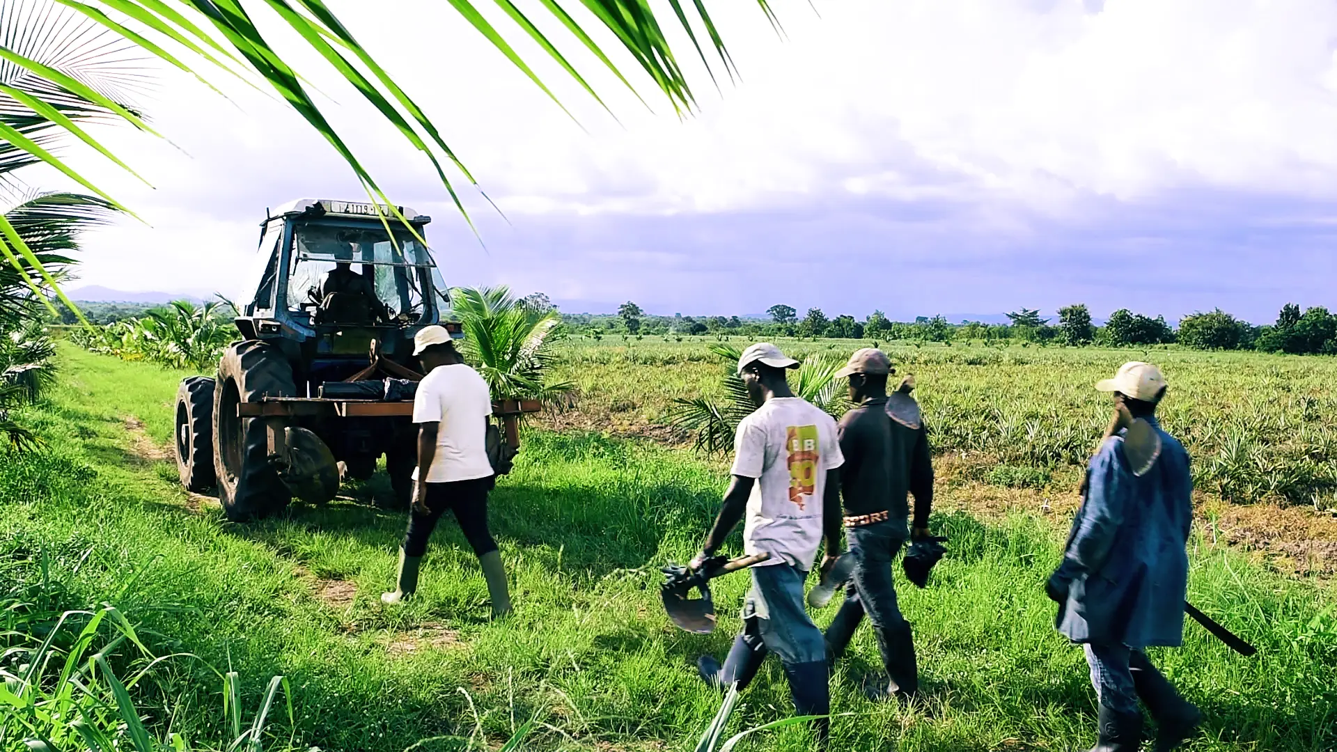 Exploitation agricole de la coopérative Le Cultibaterre au Togo