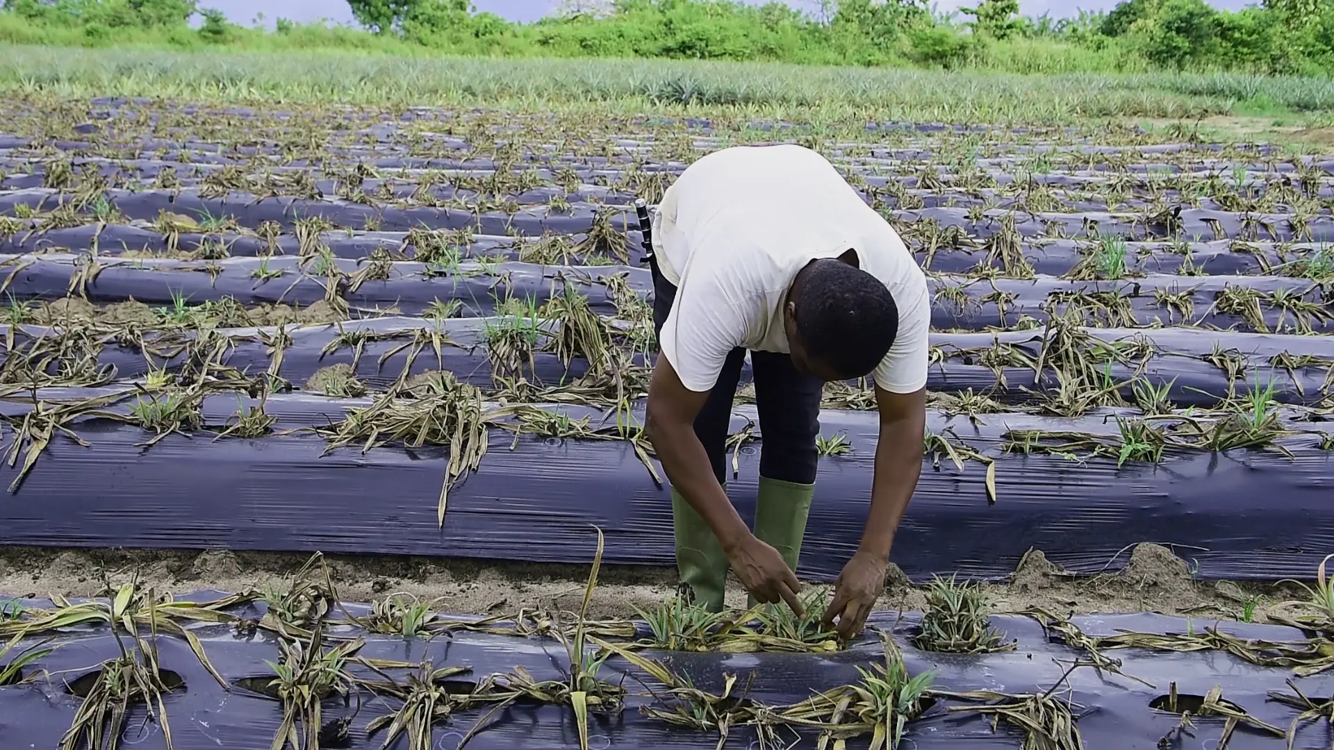 Producteur de la coopérative dans une plantation d’ananas