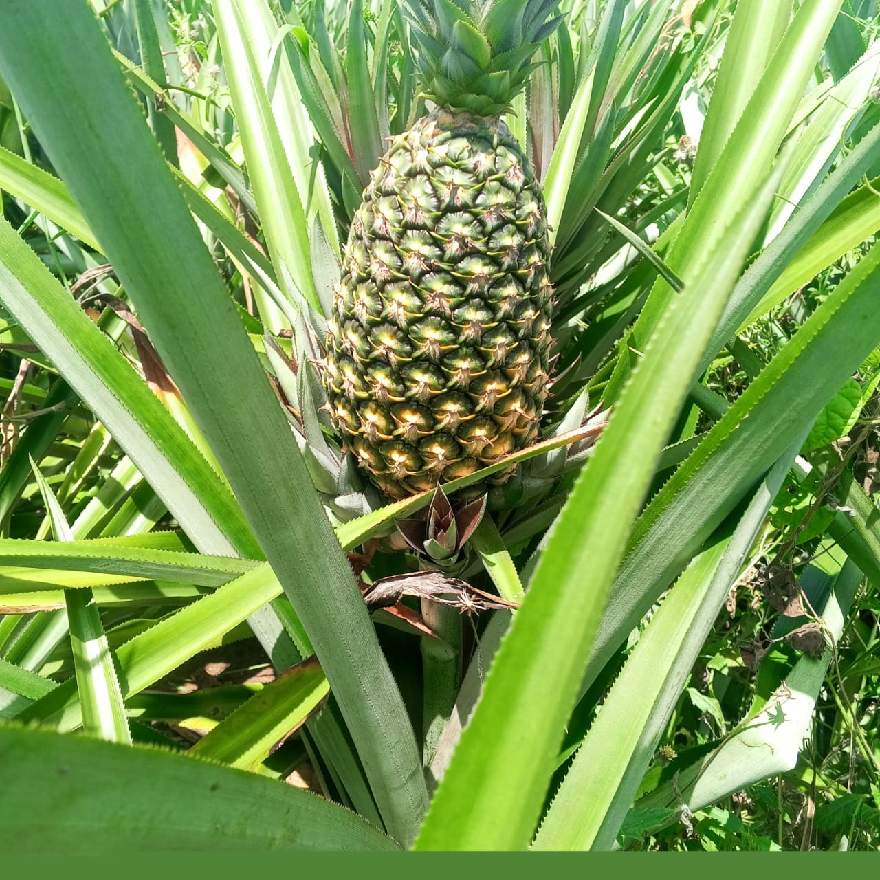 Ananas cultivé au Togo — variété 2