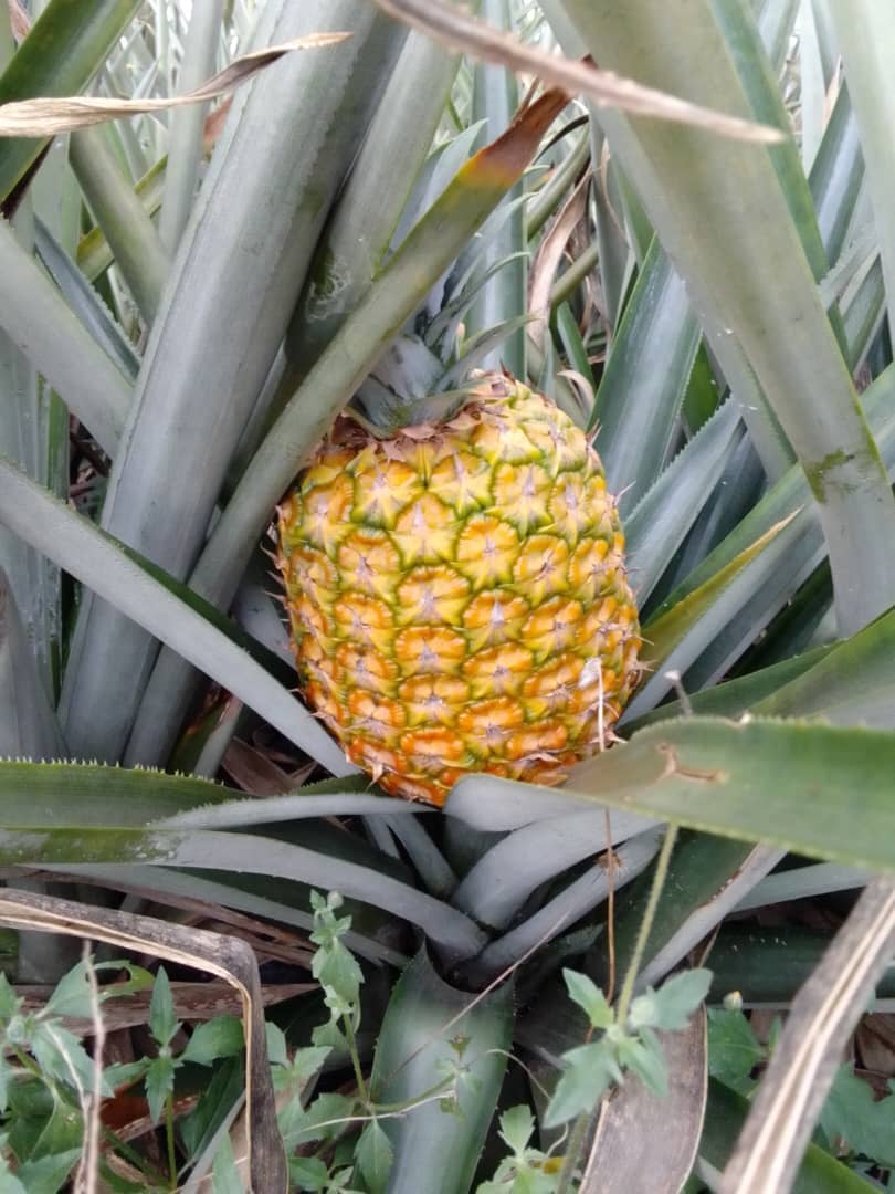Ananas cultivé au Togo — variété 3