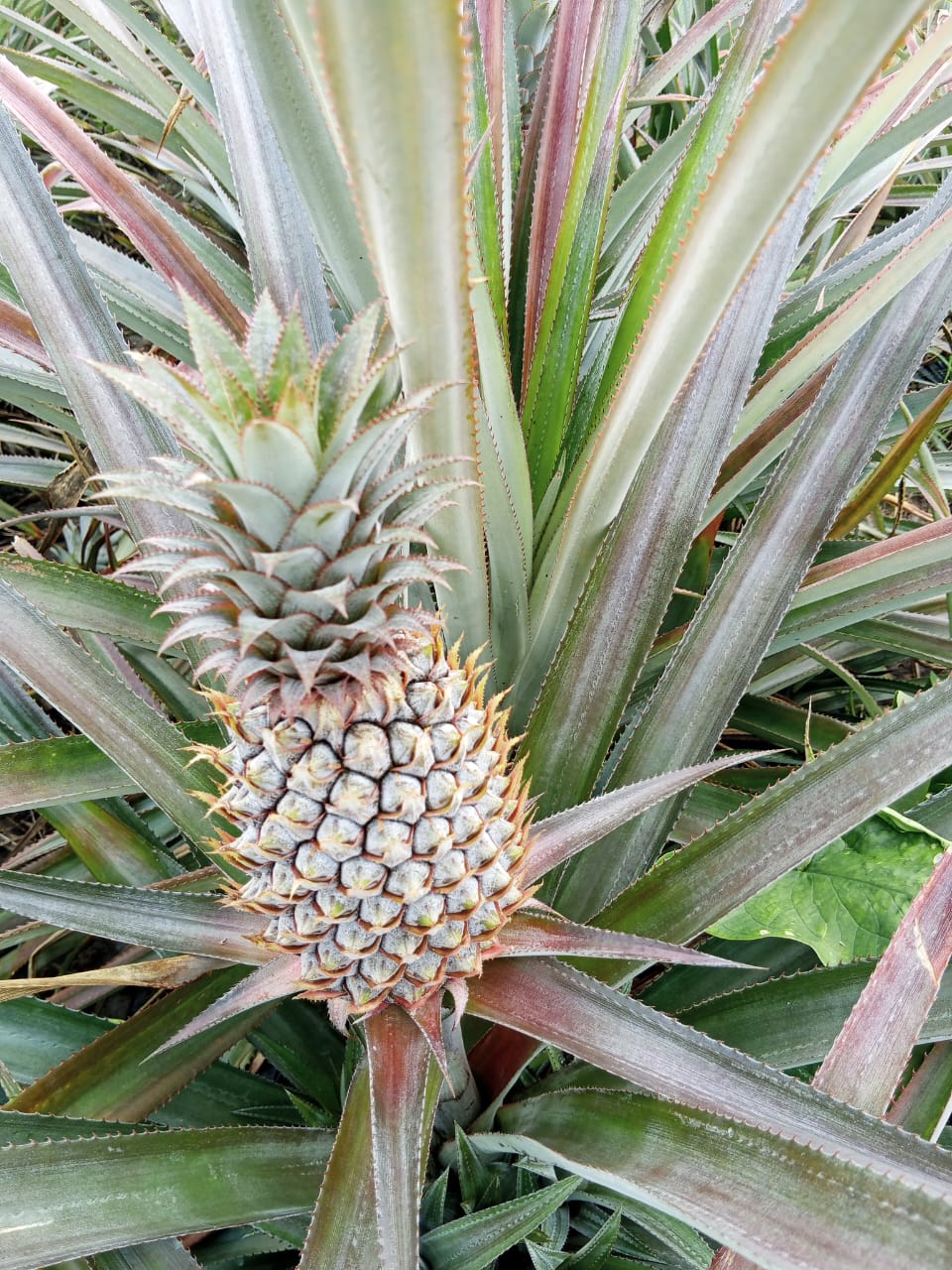 Ananas cultivé au Togo — variété 4
